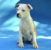 Photo №1. american staffordshire terrier - for sale in the city of Belgrade | negotiated | Announcement № 106255