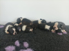 Photo №2 to announcement № 110754 for the sale of boston terrier - buy in Serbia private announcement