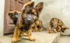 Photo №2 to announcement № 32229 for the sale of german shepherd - buy in Poland private announcement, breeder
