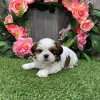 Photo №2 to announcement № 99906 for the sale of shih tzu - buy in Germany breeder