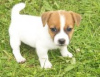 Photo №1. jack russell terrier - for sale in the city of Paris | negotiated | Announcement № 124759