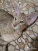 Photo №2 to announcement № 11114 for the sale of oriental shorthair - buy in Russian Federation 