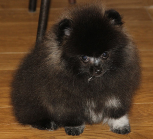 Photo №1. pomeranian - for sale in the city of Москва | 649$ | Announcement № 1395