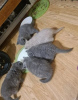 Photo №2 to announcement № 35421 for the sale of british shorthair - buy in Russian Federation from nursery, breeder