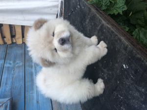 Photo №2 to announcement № 7136 for the sale of chow chow - buy in Russian Federation from nursery