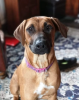 Photo №1. rhodesian ridgeback - for sale in the city of Москва | 250$ | Announcement № 45284