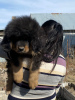Photo №4. I will sell tibetan mastiff in the city of Karaganda. private announcement - price - 450$