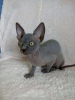Photo №1. sphynx cat - for sale in the city of Berlin | 158$ | Announcement № 97258