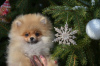 Additional photos: Gorgeous little robbers) Pomeranian.