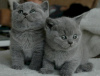 Photo №1. british shorthair - for sale in the city of Флорида Сити | Is free | Announcement № 122105