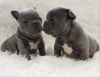 Photo №1. french bulldog - for sale in the city of Антверпен | 650$ | Announcement № 55841