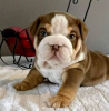 Photo №2 to announcement № 120629 for the sale of english bulldog - buy in Finland private announcement, breeder