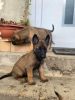 Photo №1. belgian shepherd - for sale in the city of Sodankylä | negotiated | Announcement № 124709