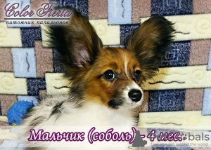 Photo №2 to announcement № 7303 for the sale of papillon dog - buy in Russian Federation from nursery