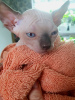 Photo №1. sphynx-katze - for sale in the city of Яроцин | 631$ | Announcement № 76351