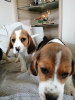 Photo №4. I will sell beagle in the city of Munich. private announcement - price - 359$