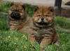 Photo №4. I will sell chow chow in the city of Bečej.  - price - 581$