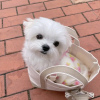 Photo №2 to announcement № 115605 for the sale of maltese dog - buy in Finland 