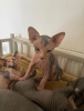 Photo №1. sphynx cat - for sale in the city of Paderborn | 591$ | Announcement № 12018