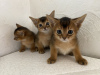 Additional photos: Abyssinian kittens