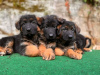 Photo №2 to announcement № 118696 for the sale of german shepherd - buy in Germany private announcement