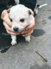 Photo №3. Two little fluffies are urgently looking for a home!. Russian Federation