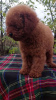 Photo №2 to announcement № 122126 for the sale of poodle (toy) - buy in Ukraine private announcement, from nursery, breeder