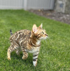 Photo №4. I will sell bengal cat in the city of Florence. private announcement, breeder - price - 317$