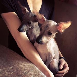 Photo №2 to announcement № 5902 for the sale of mexican hairless dog - buy in Ukraine private announcement