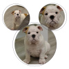 Photo №2 to announcement № 8035 for the sale of english bulldog - buy in Russian Federation breeder