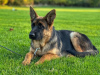 Photo №2 to announcement № 121941 for the sale of german shepherd - buy in Serbia breeder