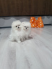 Photo №4. I will sell pomeranian in the city of Батуми. private announcement, from nursery, breeder - price - negotiated