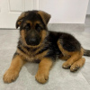 Photo №1. german shepherd - for sale in the city of Tampere | Is free | Announcement № 83812