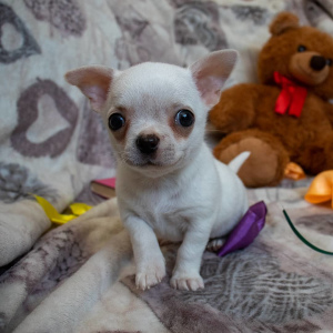 Photo №4. I will sell chihuahua in the city of Gomel. from nursery, breeder - price - negotiated