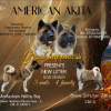 Photo №1. american akita - for sale in the city of Казахстан | 634$ | Announcement № 76772