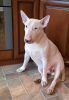 Photo №4. Mating bull terrier in Russian Federation. Announcement № 64432