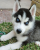 Photo №1. siberian husky - for sale in the city of Tallinn | 423$ | Announcement № 80544