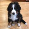 Photo №2 to announcement № 23736 for the sale of bernese mountain dog - buy in Germany 