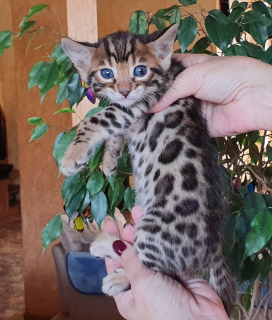 Photo №2 to announcement № 3569 for the sale of bengal cat - buy in Ukraine breeder