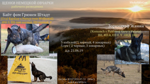 Photo №3. Puppies German shepherd working breeding.. Russian Federation