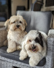 Photo №1. havanese dog - for sale in the city of Kiev | negotiated | Announcement № 42667
