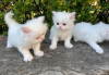 Photo №1. persian cat - for sale in the city of Aserri | Is free | Announcement № 92175