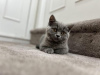 Photo №1. british shorthair - for sale in the city of Trier | 370$ | Announcement № 108594