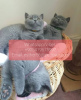 Photo №1. british shorthair - for sale in the city of Rostov | 300$ | Announcement № 107033