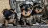 Photo №3. Healthy Passionate Yorkshire Terrier Puppies for loving homes. Germany