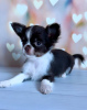 Photo №4. I will sell chihuahua in the city of Munich.  - price - Is free