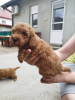 Additional photos: Miniature poodle