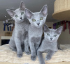 Photo №1. russian blue - for sale in the city of Франкфурт-на-Майне | negotiated | Announcement № 93595