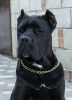 Photo №4. I will sell cane corso in the city of Москва. from nursery - price - 2451$