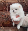 Photo №1. pomeranian - for sale in the city of Saarbrücken | 380$ | Announcement № 120037